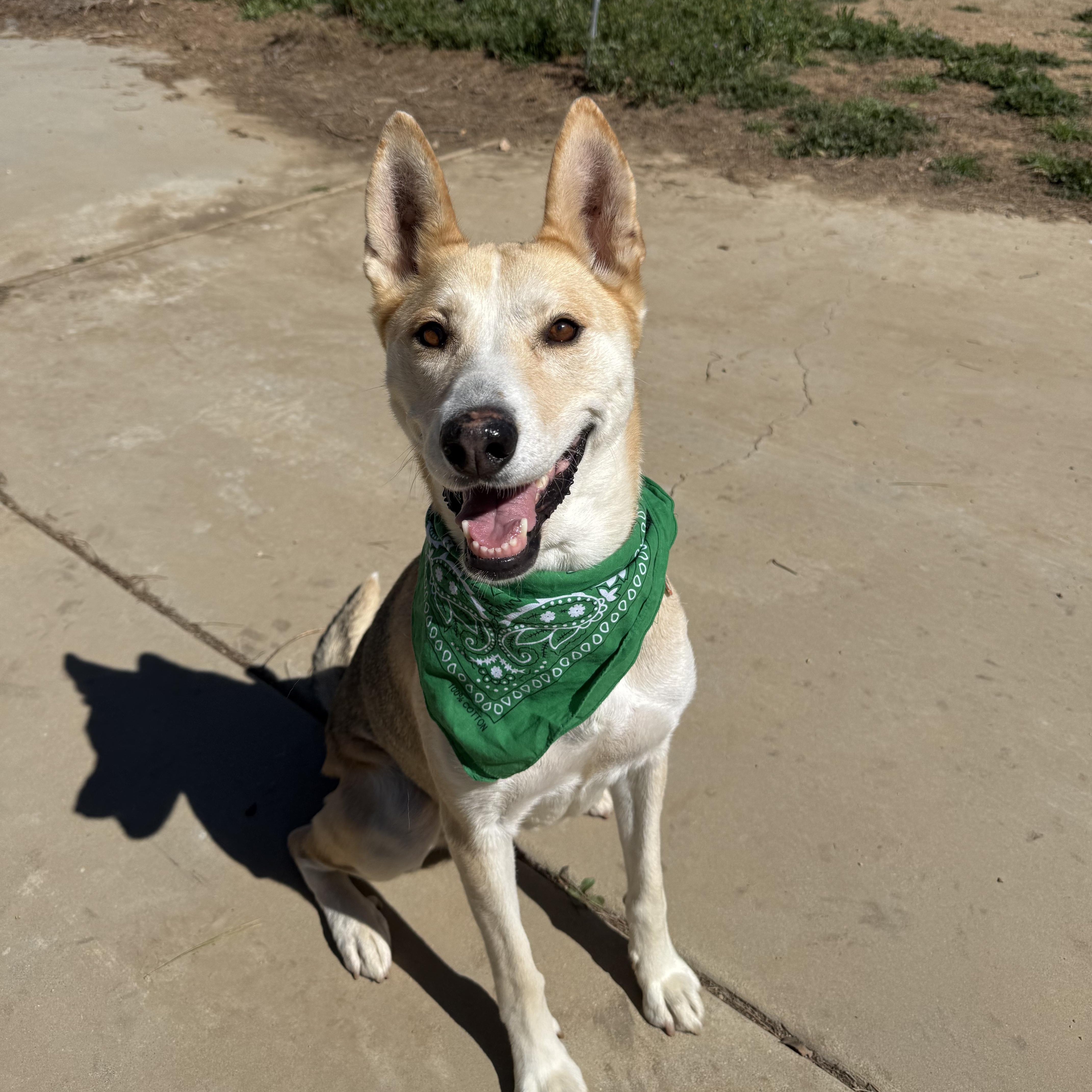 Enlarge Brave, a ADOPTABLE Shepherd in Sun Valley, CA image 6/6
