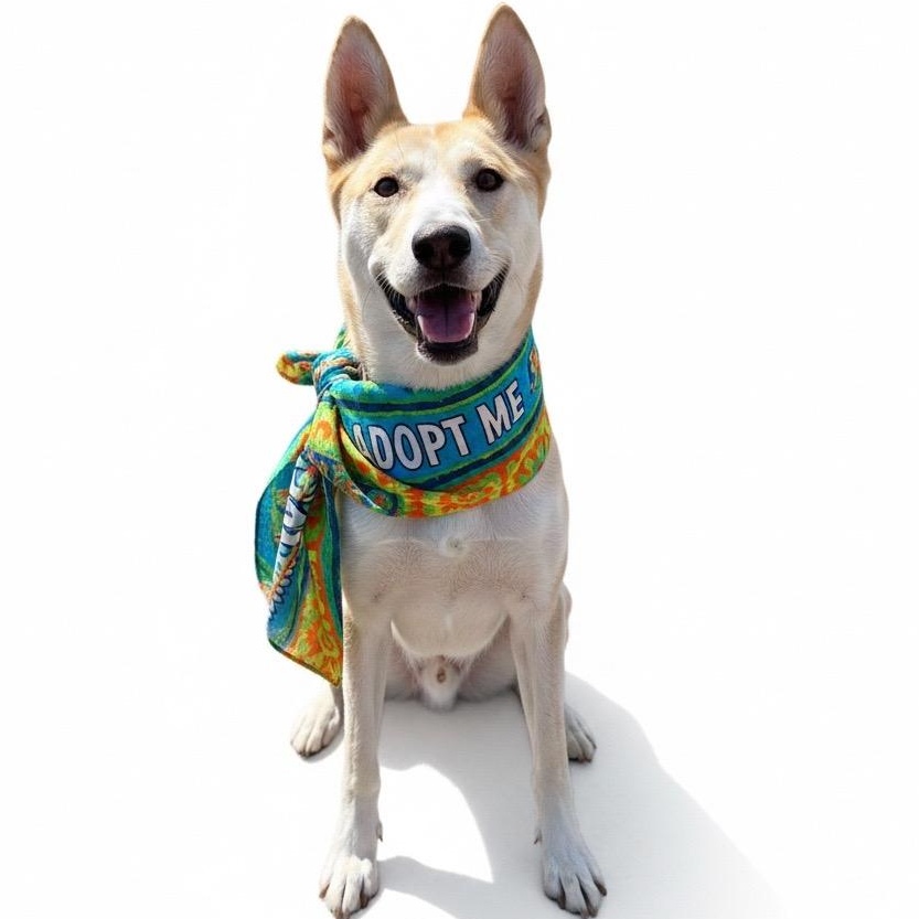 Brave, a ADOPTABLE Shepherd in Sun Valley, CA image 1/5