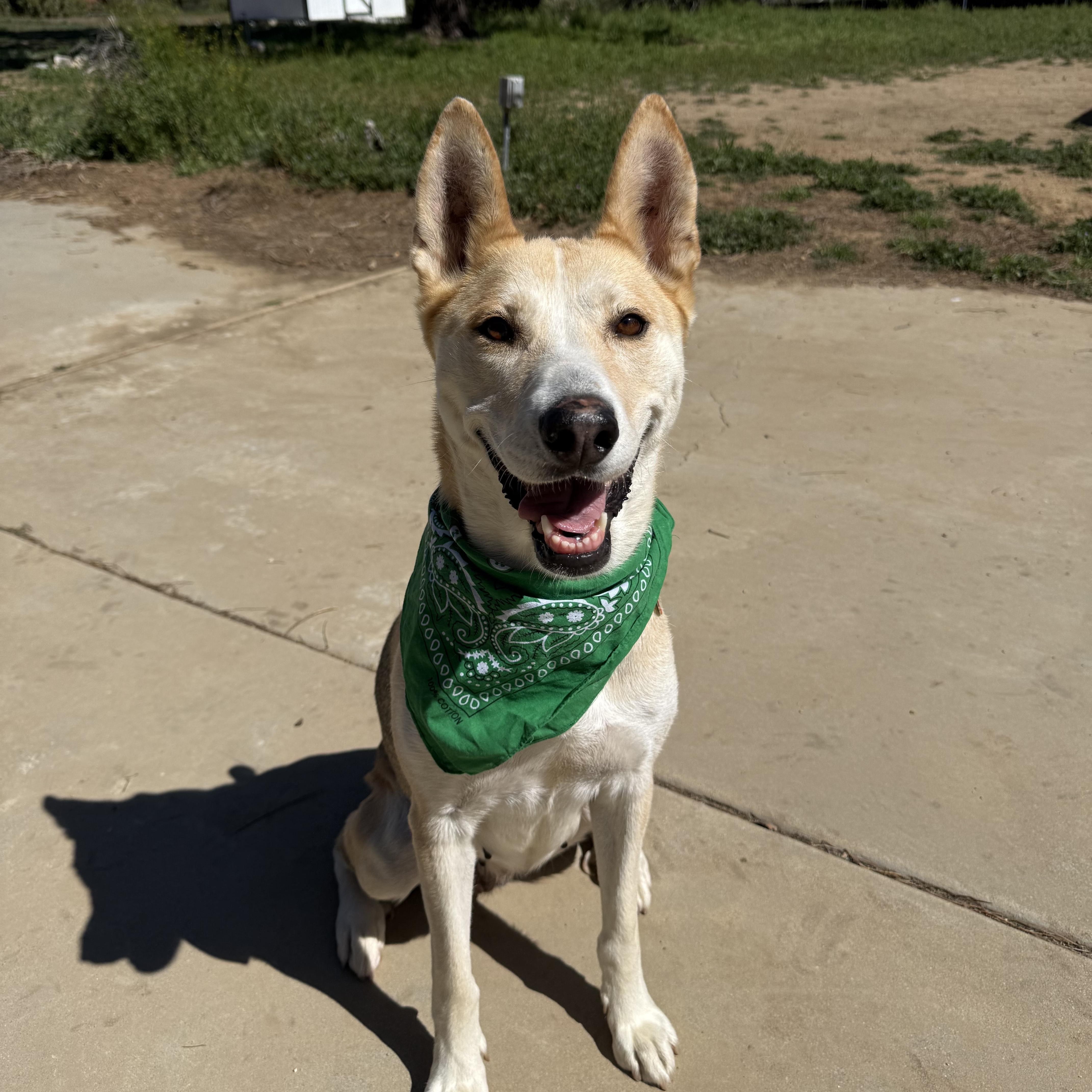 Enlarge Brave, a ADOPTABLE Shepherd in Sun Valley, CA image 1/6
