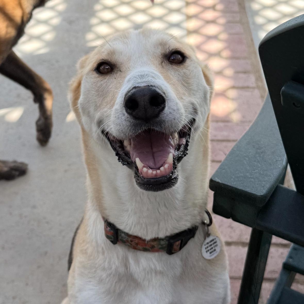Brave, a ADOPTABLE Shepherd in Sun Valley, CA image 2/5
