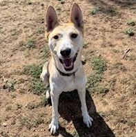 Brave, a ADOPTABLE Shepherd in Sun Valley, CA image 5/5