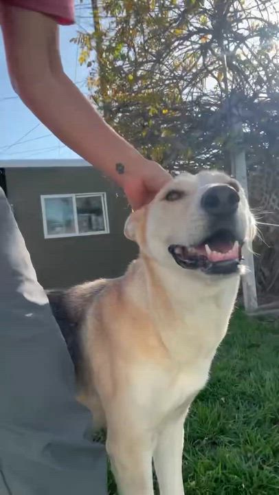 Enlarge Brave, a ADOPTABLE Shepherd in Sun Valley, CA video 3/5