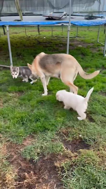 Enlarge Brave, a ADOPTABLE Shepherd in Sun Valley, CA video 4/5