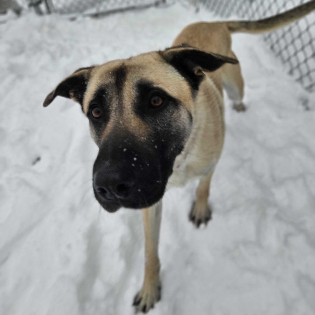 Enlarge Cosmo, a Adoptable Mixed Breed in Dover, NH image 1/4