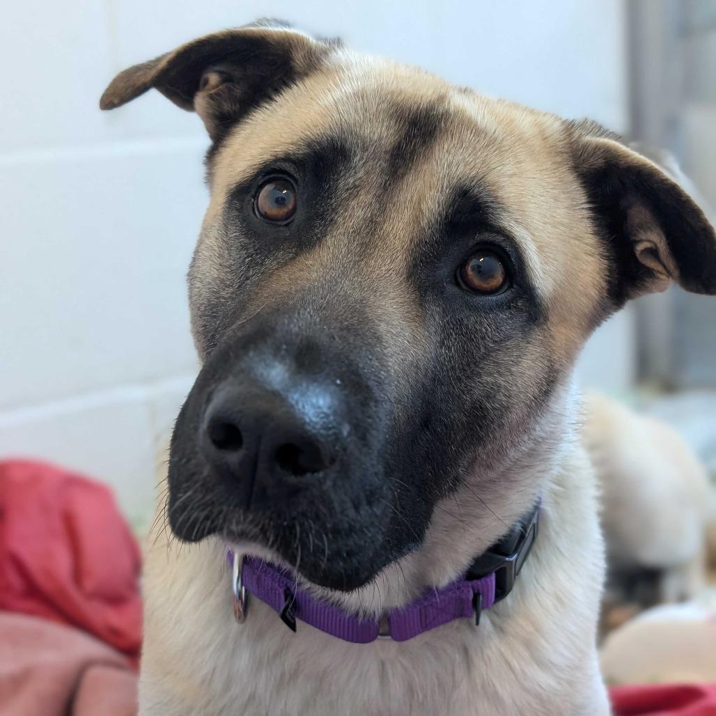 Enlarge Cosmo, a Adoptable Mixed Breed in Dover, NH image 2/4