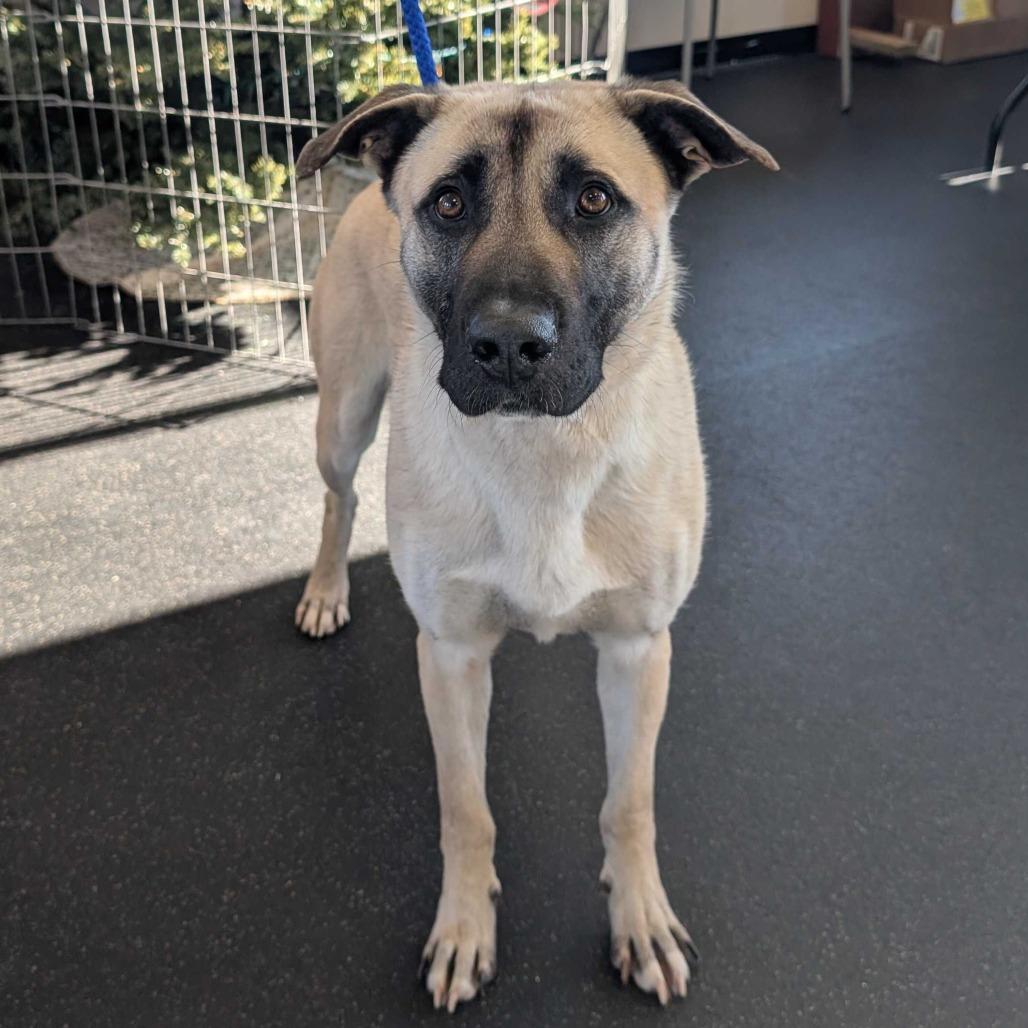Enlarge Cosmo, a Adoptable Mixed Breed in Dover, NH image 3/4