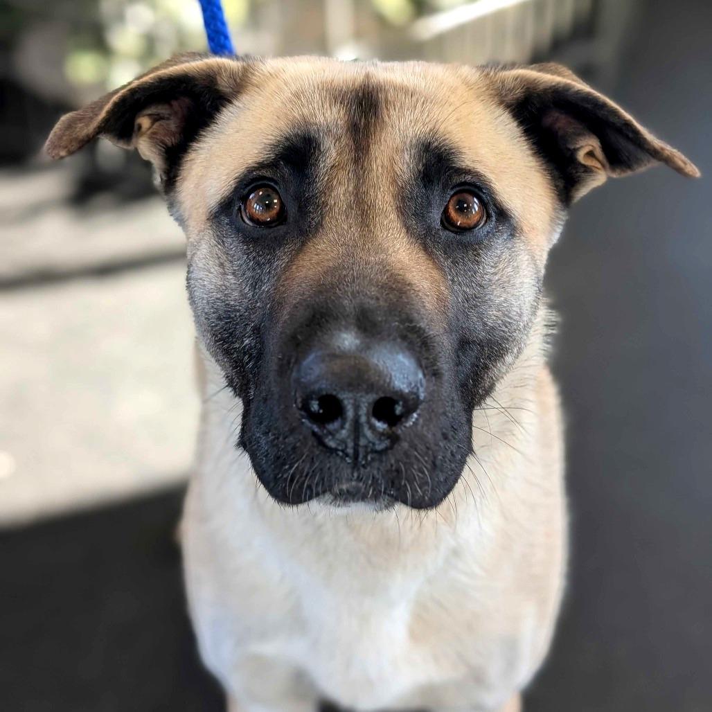 Enlarge Cosmo, a Adoptable Mixed Breed in Dover, NH image 4/4
