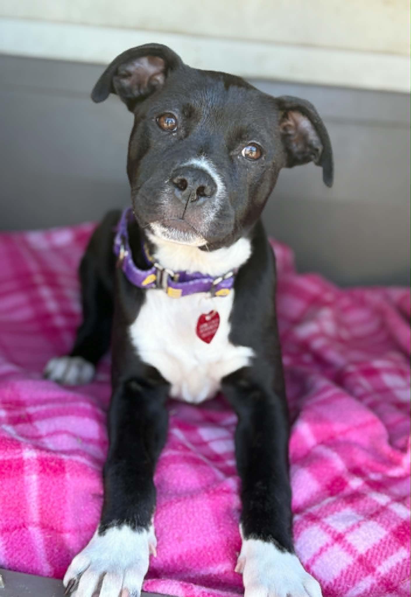 Silly, adopted, Puppy Female Pit Bull Terrier & Mixed Breed.