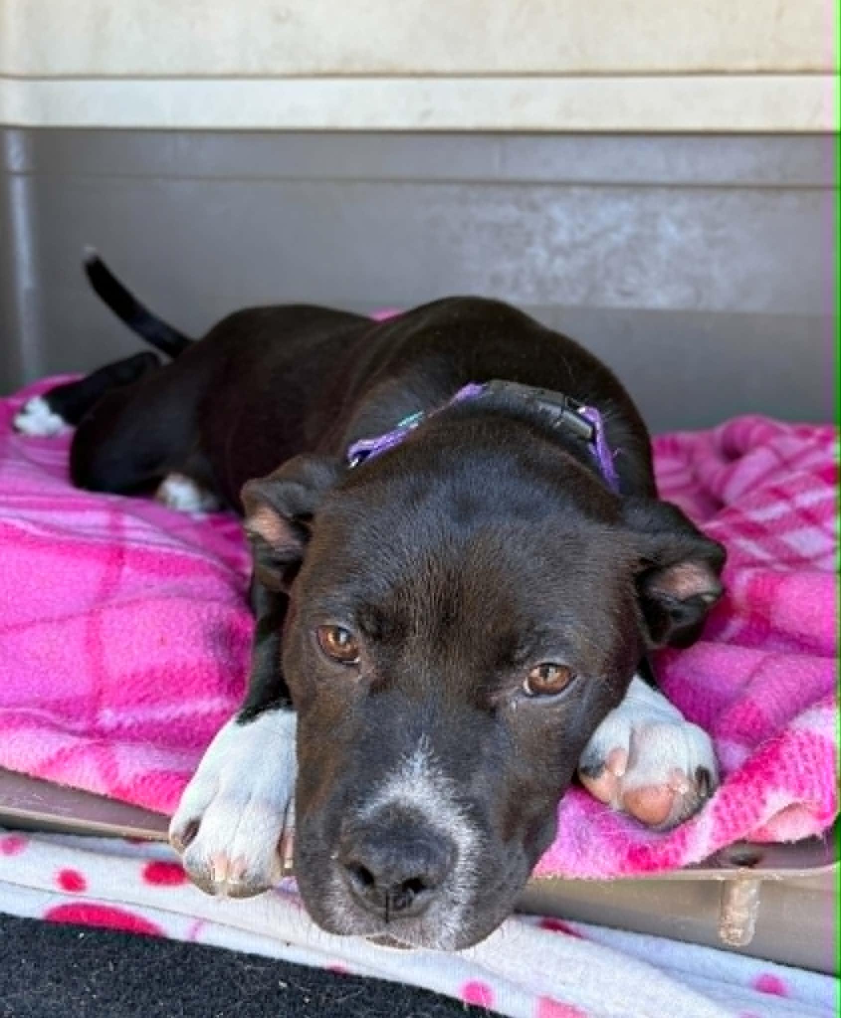 Silly, an adopted mixed breed in Grants Pass, OR image 2/2