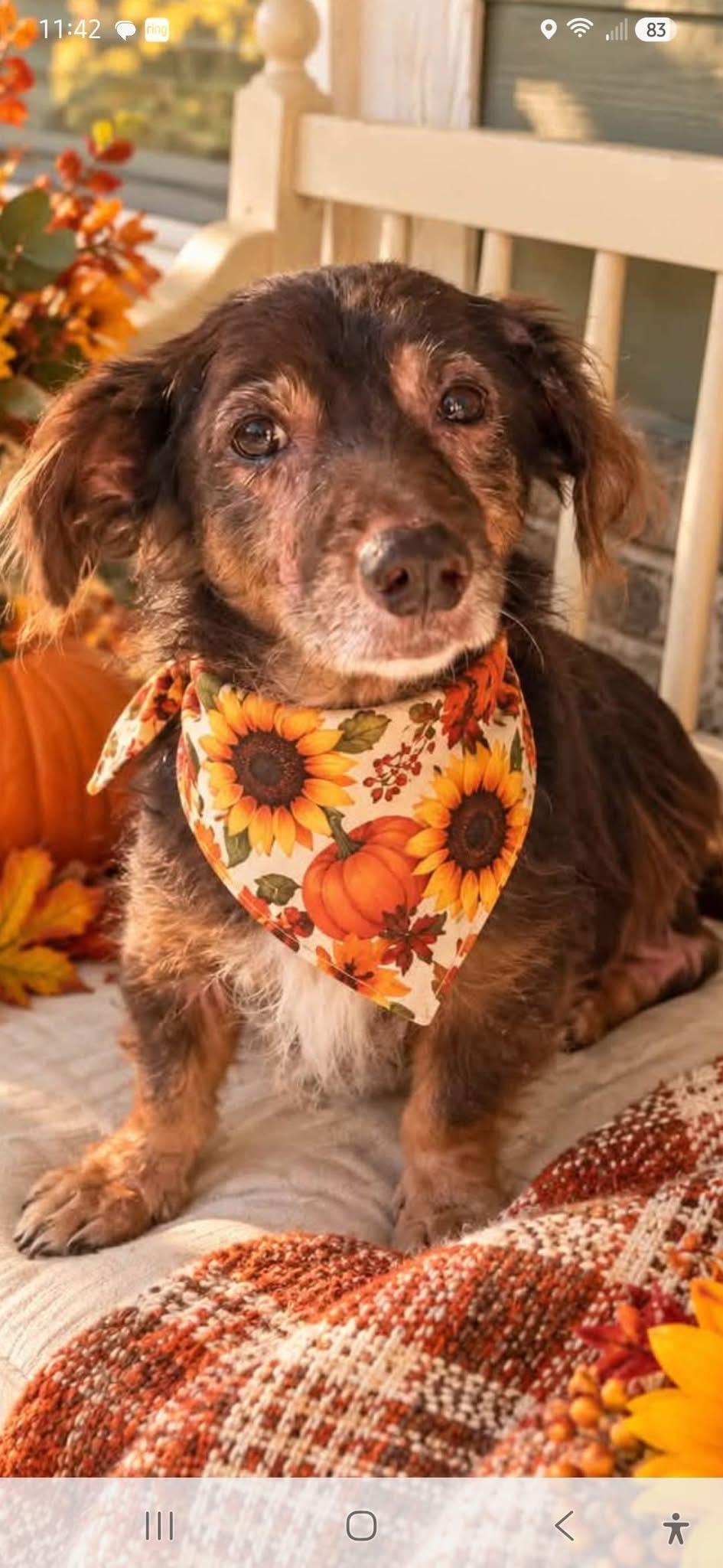 Enlarge Saffron, a Adoptable Dachshund in Savannah, GA image 1/6