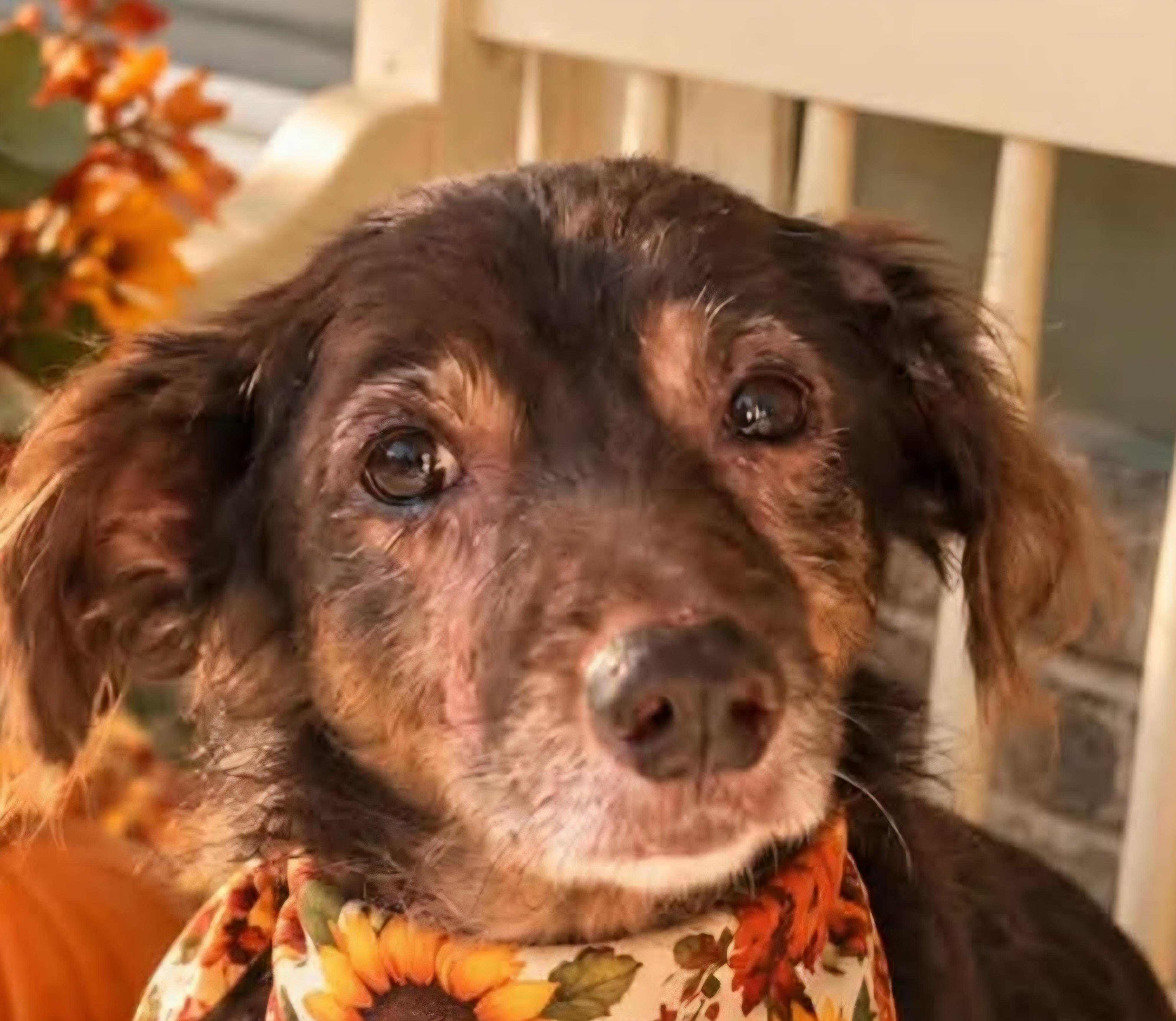 Enlarge Saffron, a Adoptable Dachshund in Savannah, GA image 2/6
