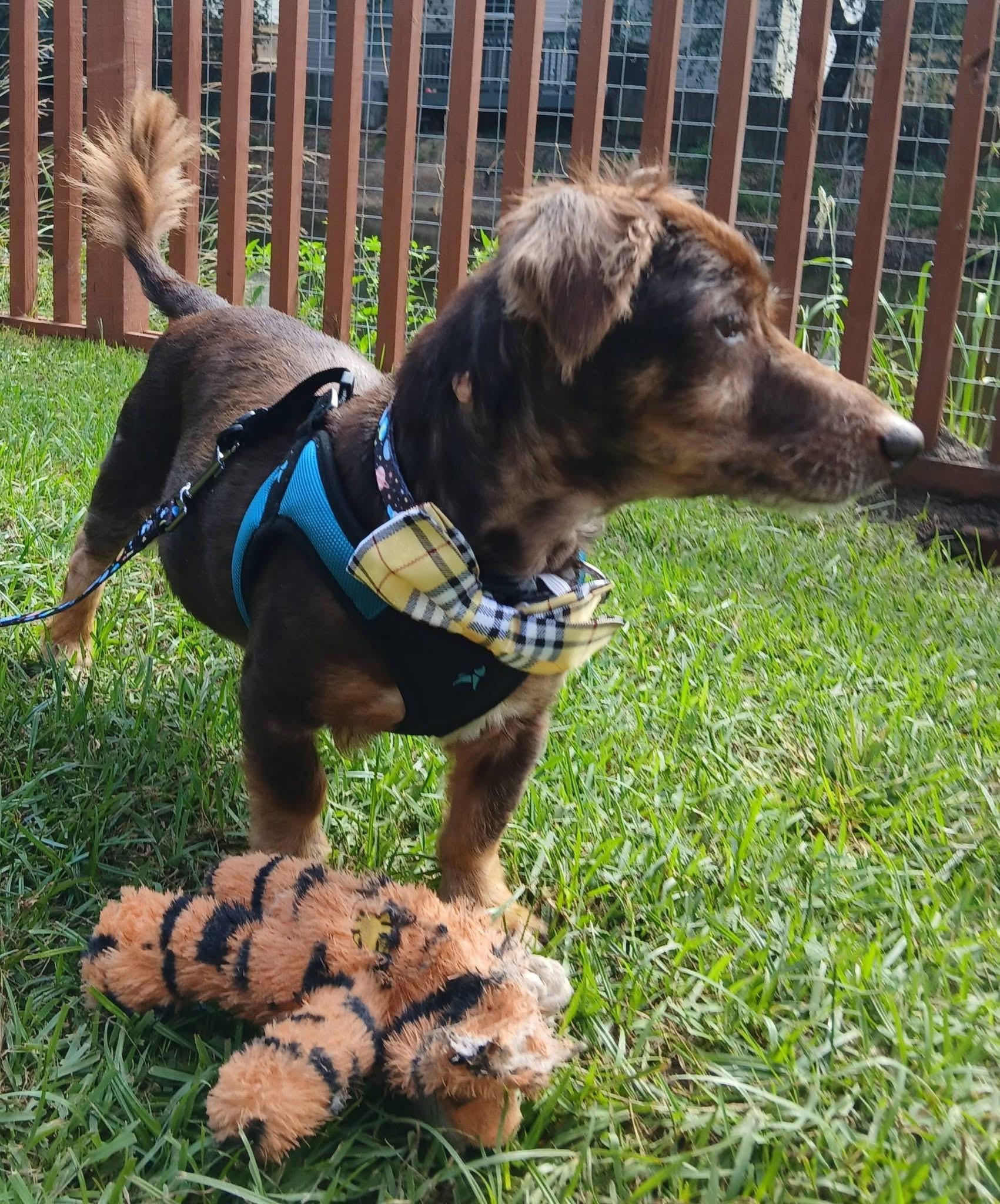 Enlarge Saffron, a Adoptable Dachshund in Savannah, GA image 3/6