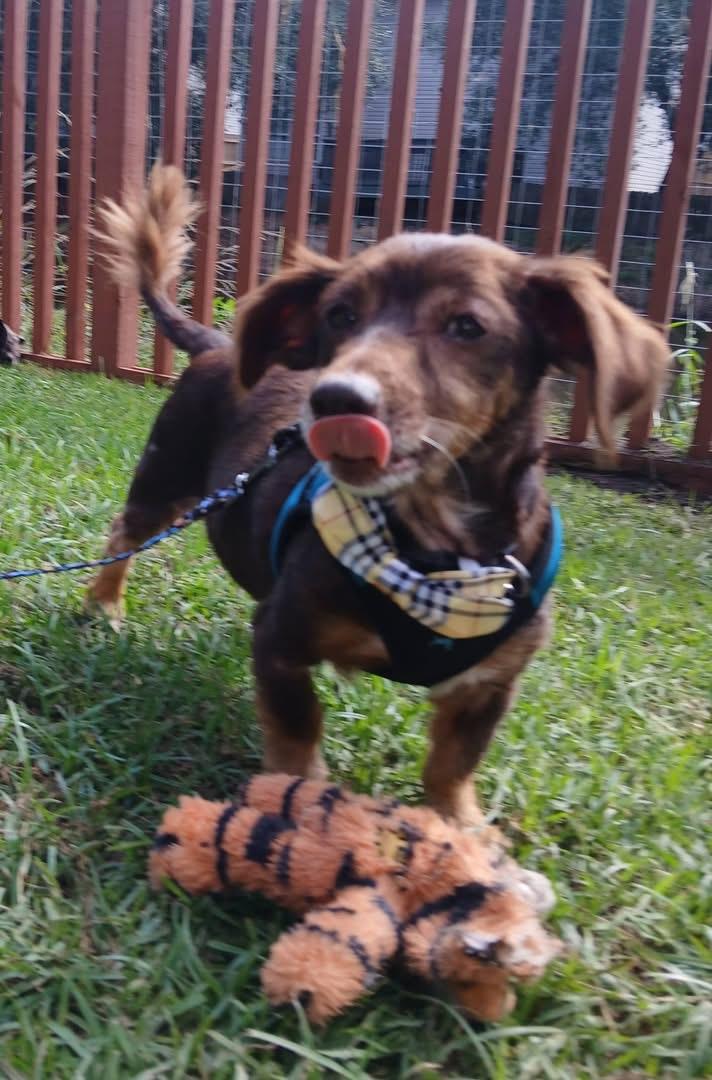 Enlarge Saffron, a Adoptable Dachshund in Savannah, GA image 4/6