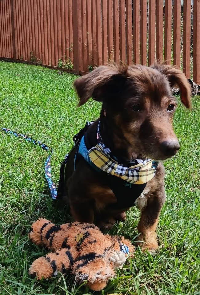 Enlarge Saffron, a Adoptable Dachshund in Savannah, GA image 5/6
