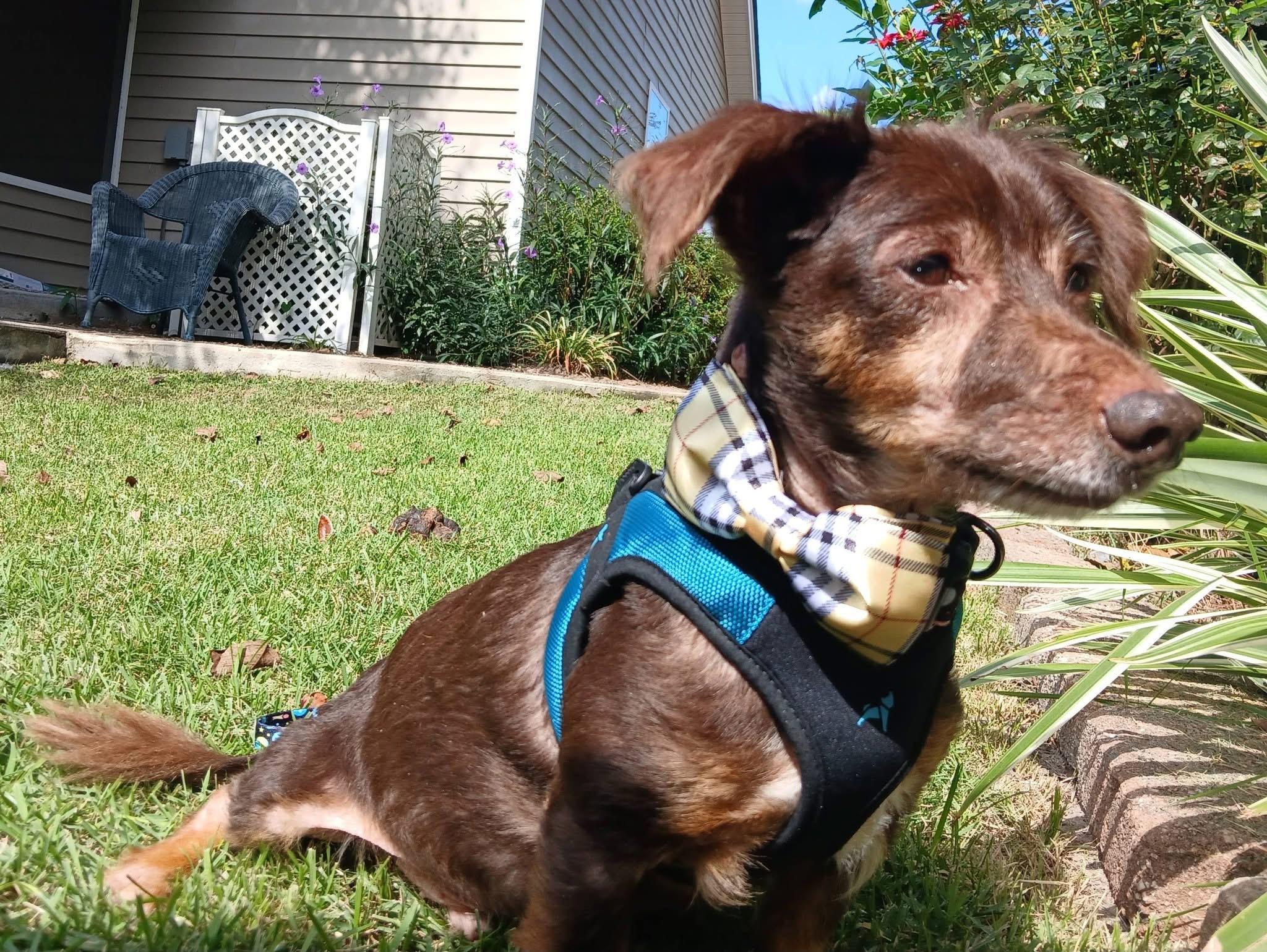 Enlarge Saffron, a Adoptable Dachshund in Savannah, GA image 6/6