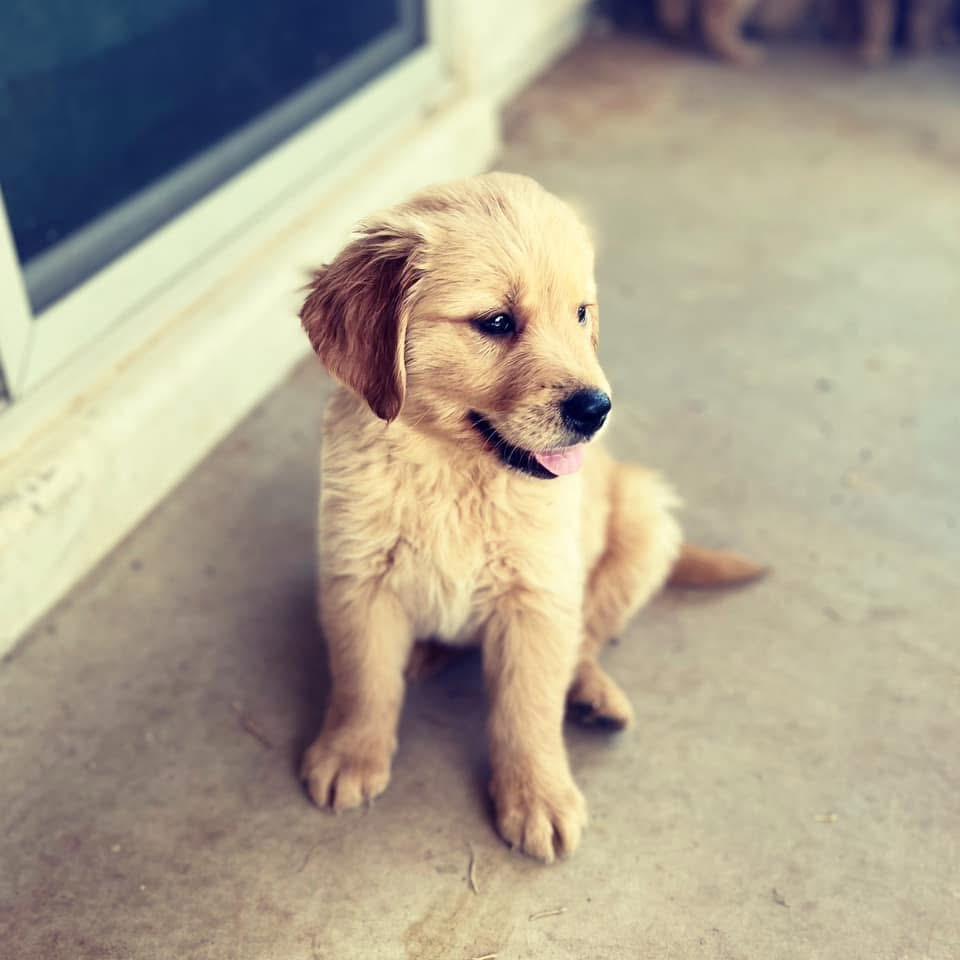 Roy, Adoptable, Puppy Male Golden Retriever.