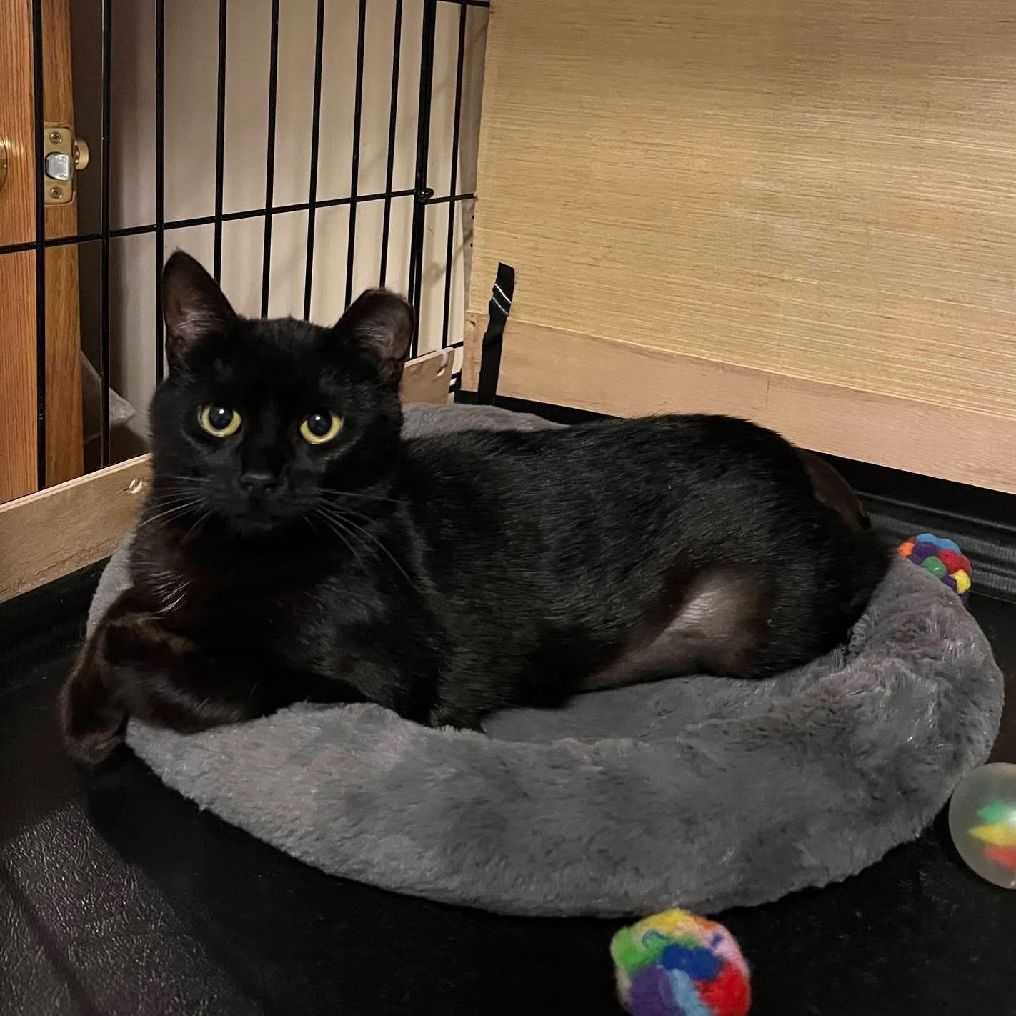 Enlarge Jazzy, a ADOPTABLE Domestic Short Hair in South Lyon, MI image 2/3