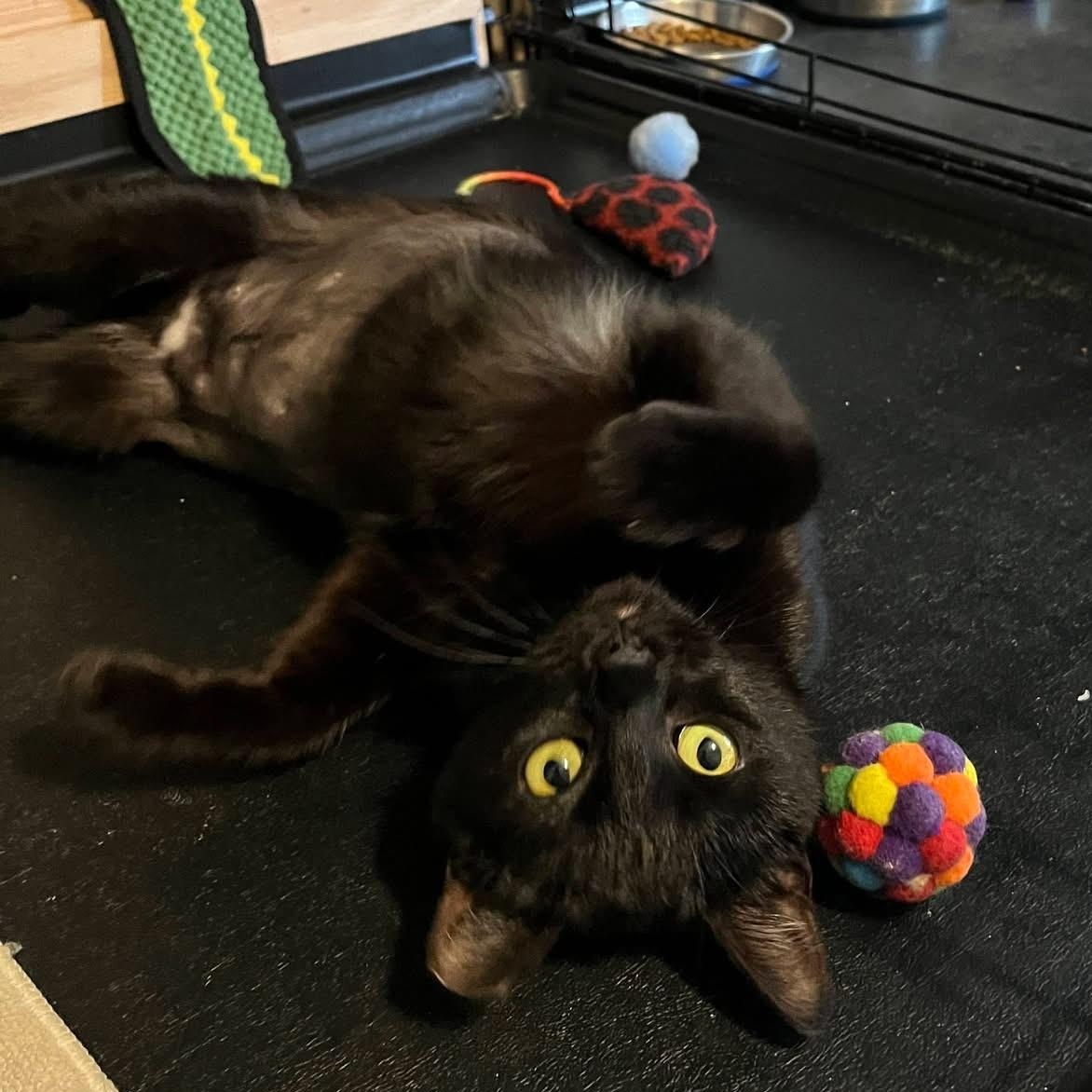 Jazzy, ADOPTABLE, Young Female Domestic Short Hair.
