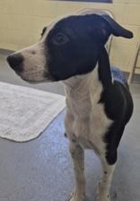 Enlarge Ramses, a Adoptable mixed breed in Glasgow, KY image 1/5