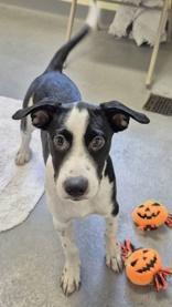 Enlarge Ramses, a Adoptable mixed breed in Glasgow, KY image 3/5