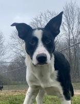 Enlarge Ramses, a Adoptable mixed breed in Glasgow, KY image 4/5