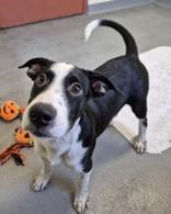 Enlarge Ramses, a Adoptable mixed breed in Glasgow, KY image 5/5