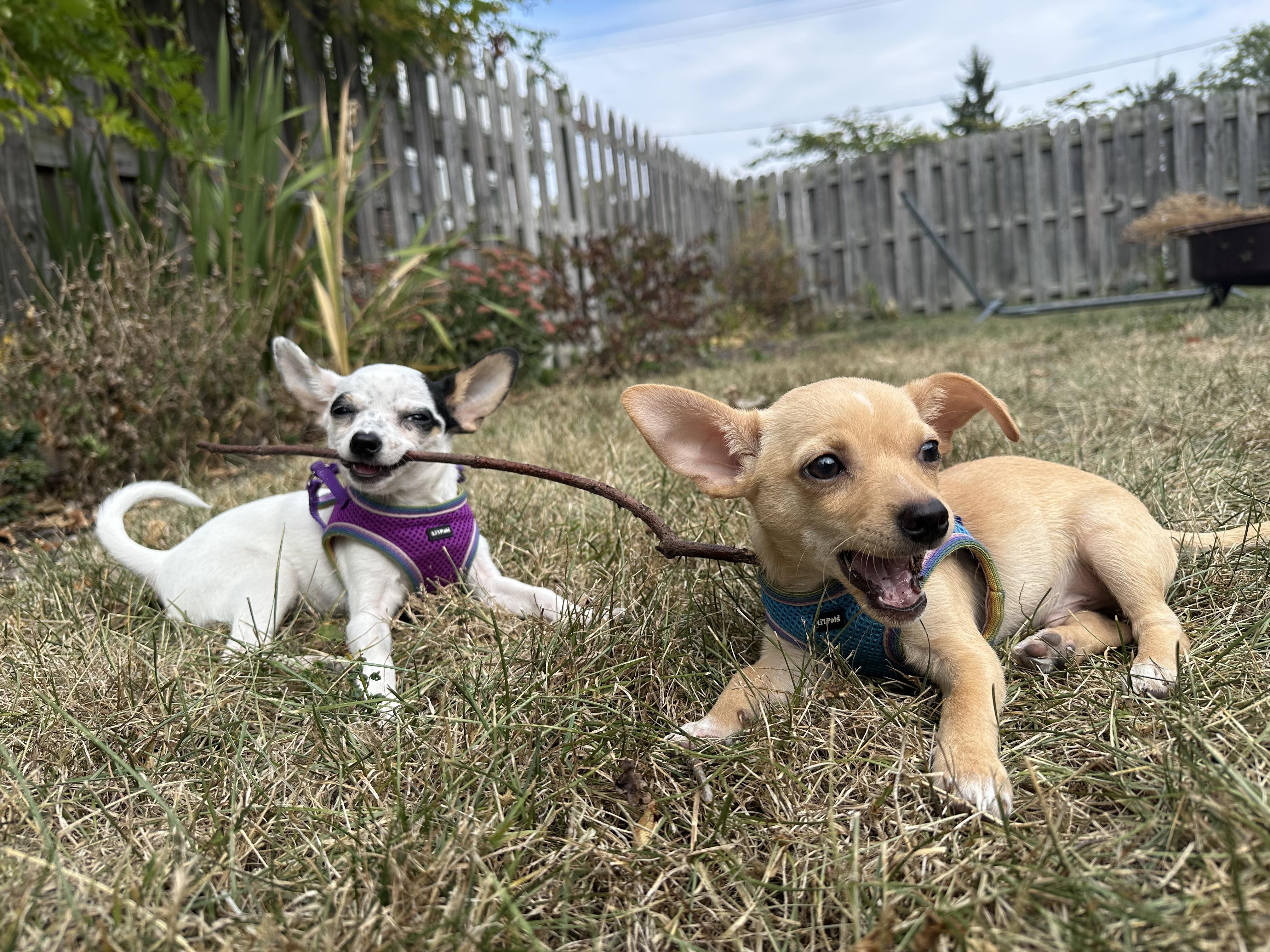 DW, Adopted, Puppy Female Chihuahua.