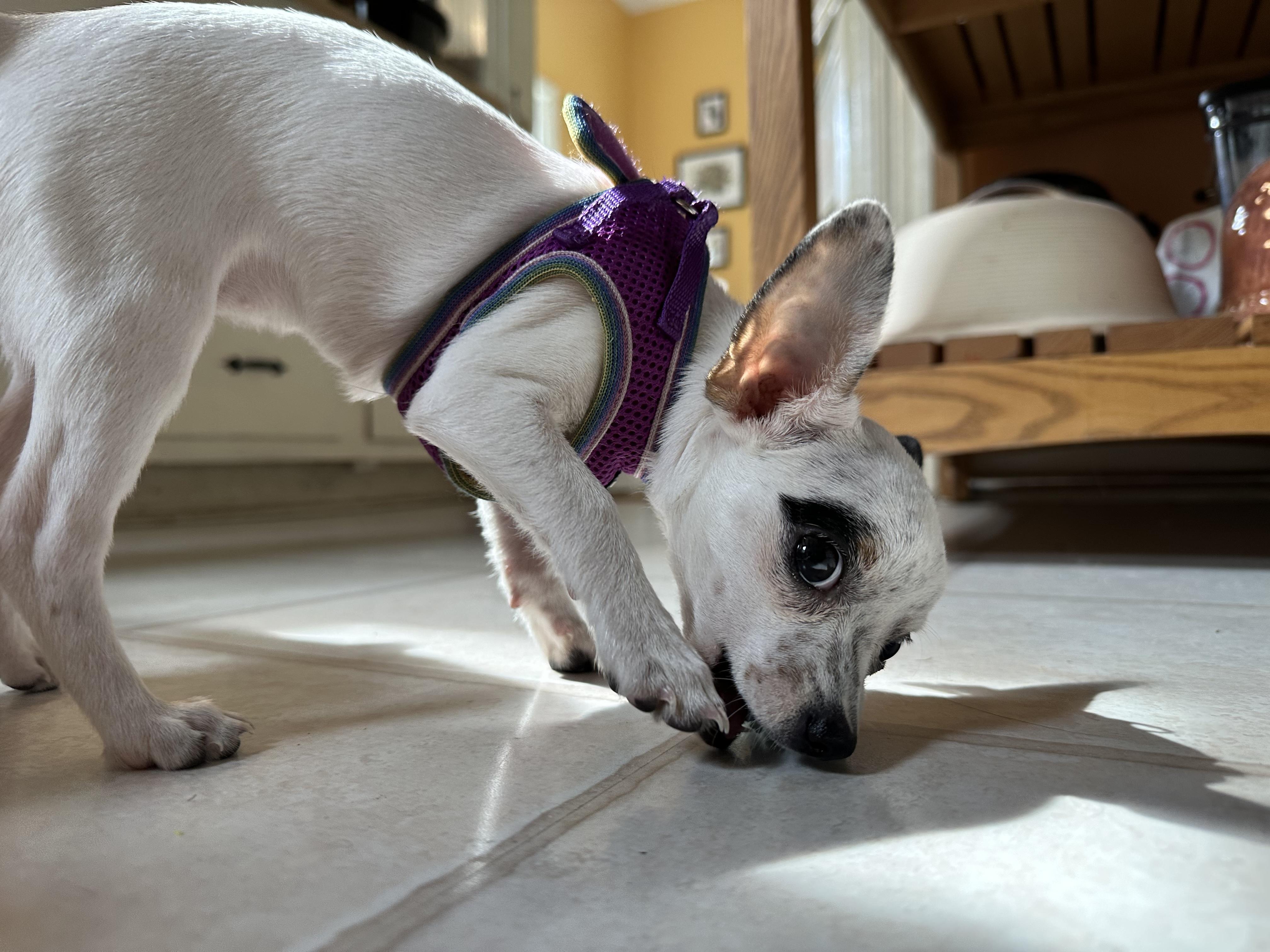 Enlarge DW, a Adopted Chihuahua in Ottawa, OH image 2/6