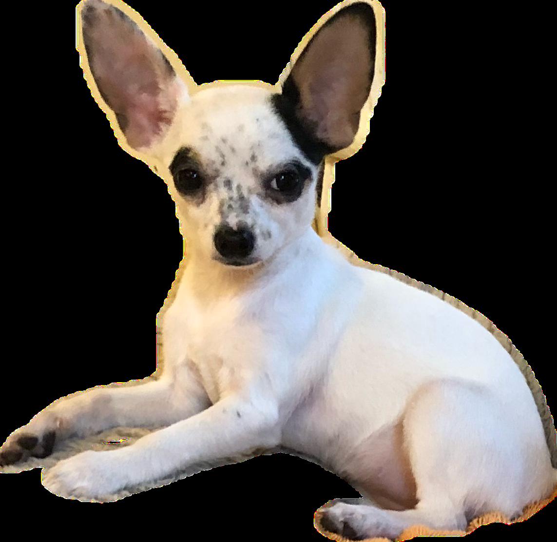 Enlarge DW, a Adopted Chihuahua in Ottawa, OH image 3/6