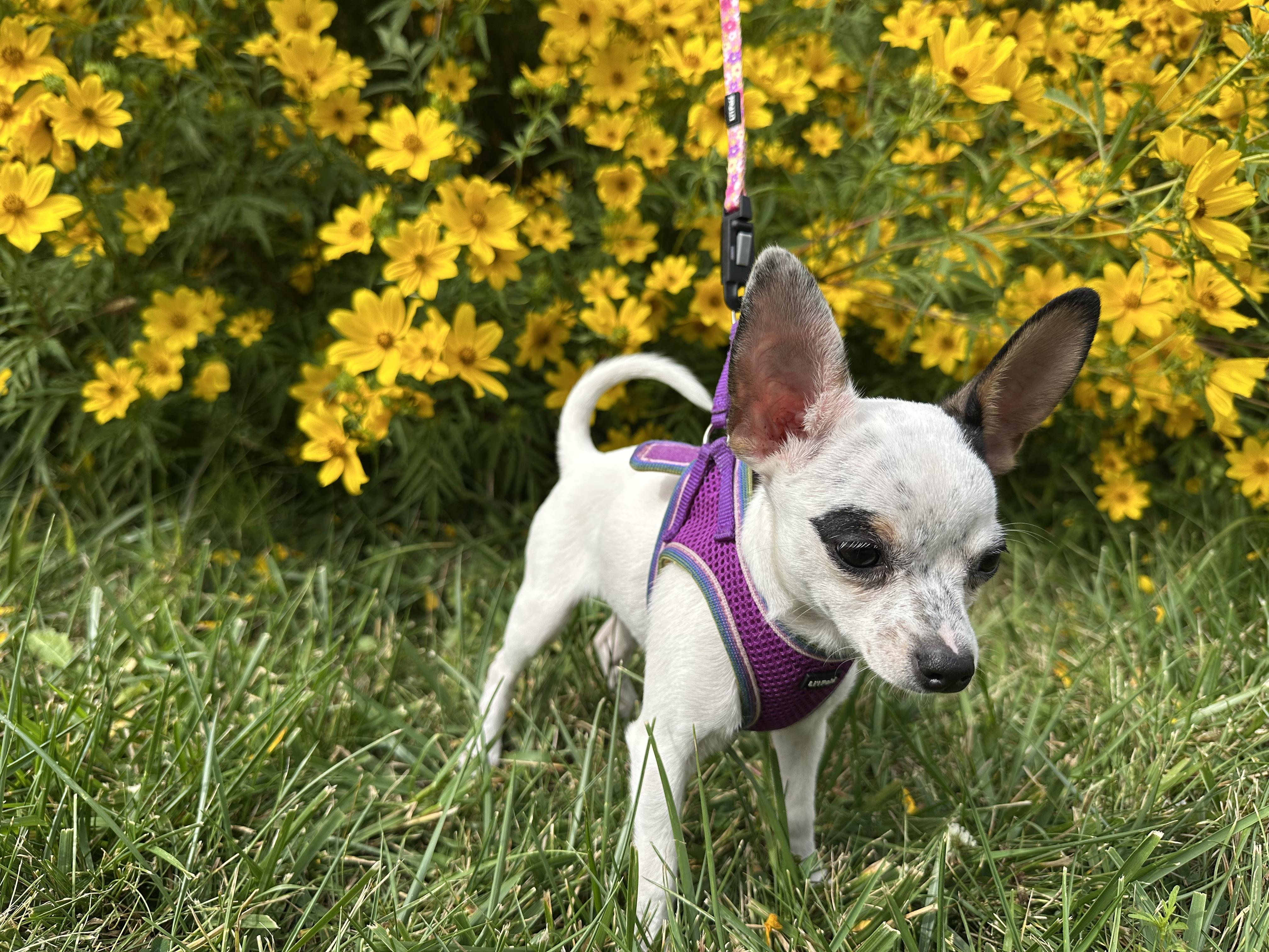 Enlarge DW, a Adopted Chihuahua in Ottawa, OH image 5/6