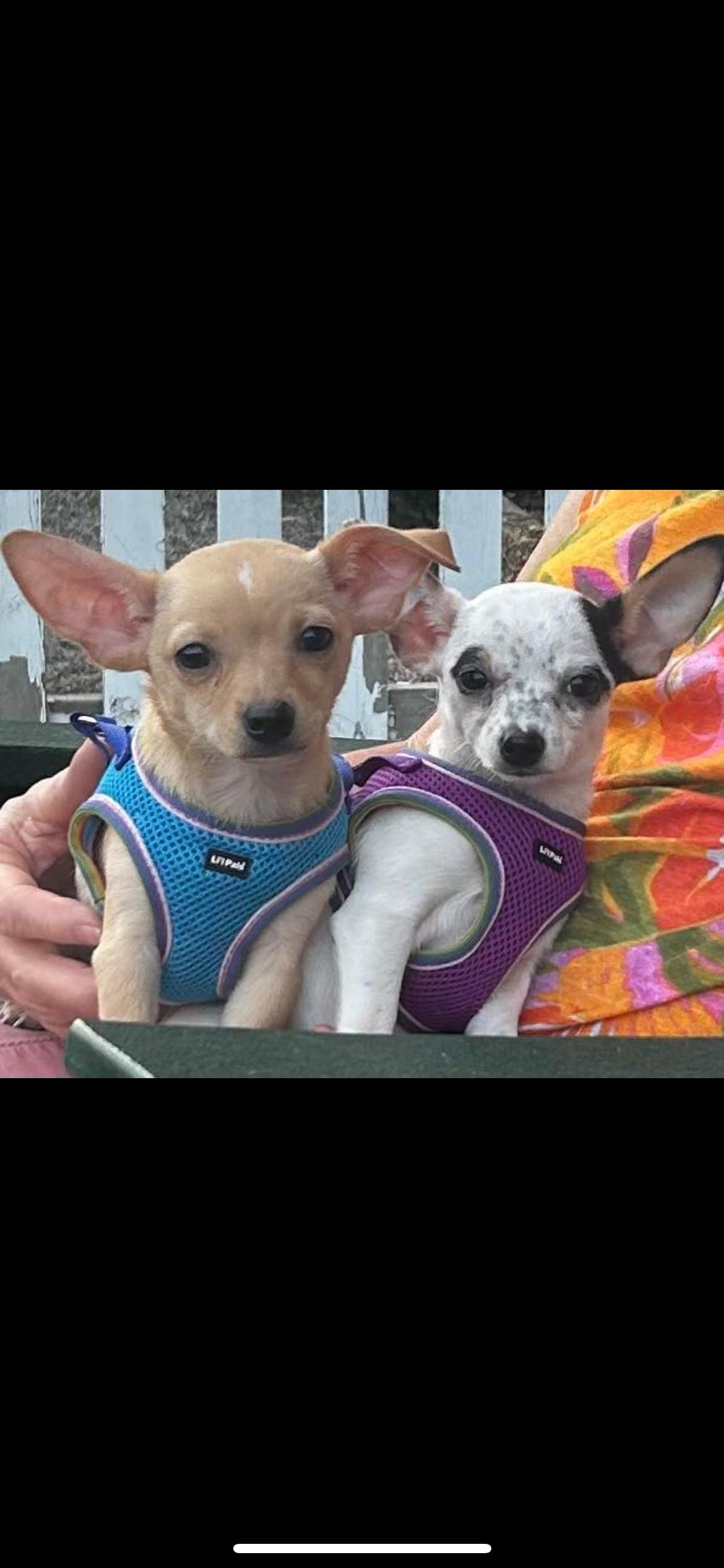 Enlarge DW, a Adopted Chihuahua in Ottawa, OH image 6/6