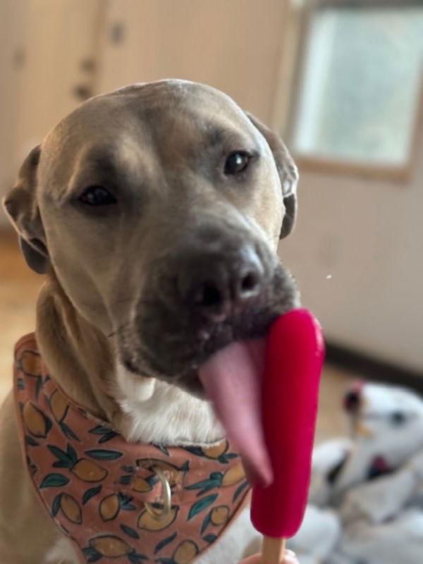 Bella*, Adoptable, Young Female Labrador Retriever & Pit Bull Terrier.