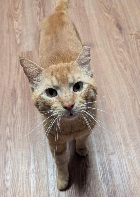 Sausalito, a Adoptable mixed breed in Ocala, FL image 1/3