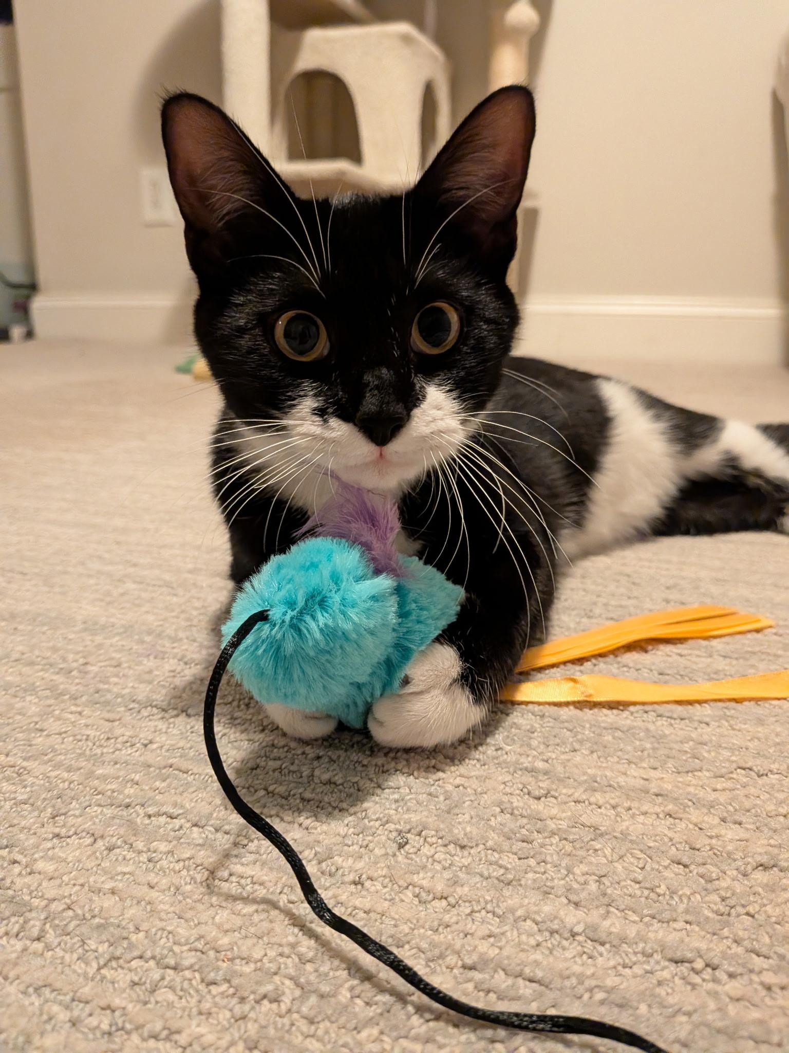 Piglet (with Pinky), Adoptable, Young Female Domestic Short Hair.