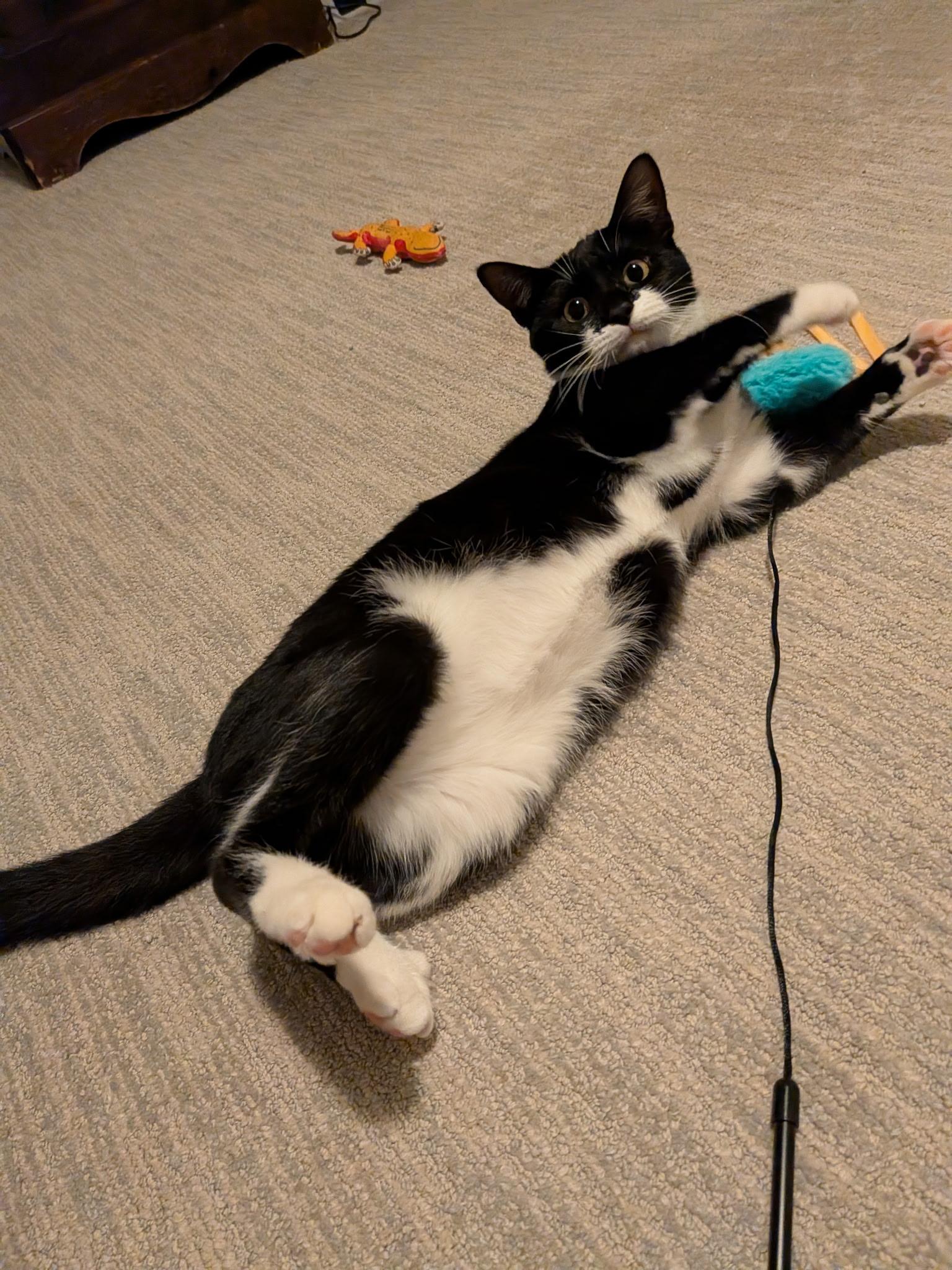 Piglet (with Pinky), a Adoptable Domestic Short Hair in Baltimore, MD image 3/5