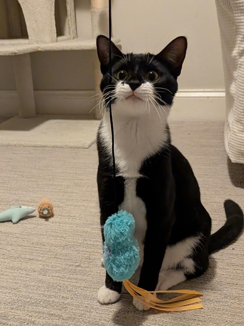 Piglet (with Pinky), a Adoptable Domestic Short Hair in Baltimore, MD image 4/5