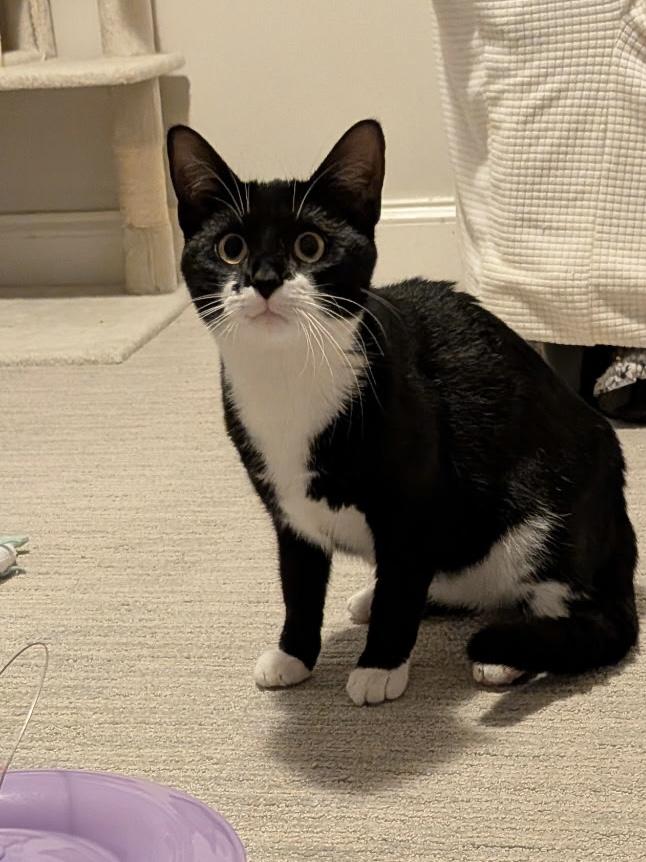 Piglet (with Pinky), a Adoptable Domestic Short Hair in Baltimore, MD image 5/5