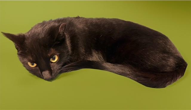 PEANELOPE, Adoptable, Young Female Domestic Short Hair.