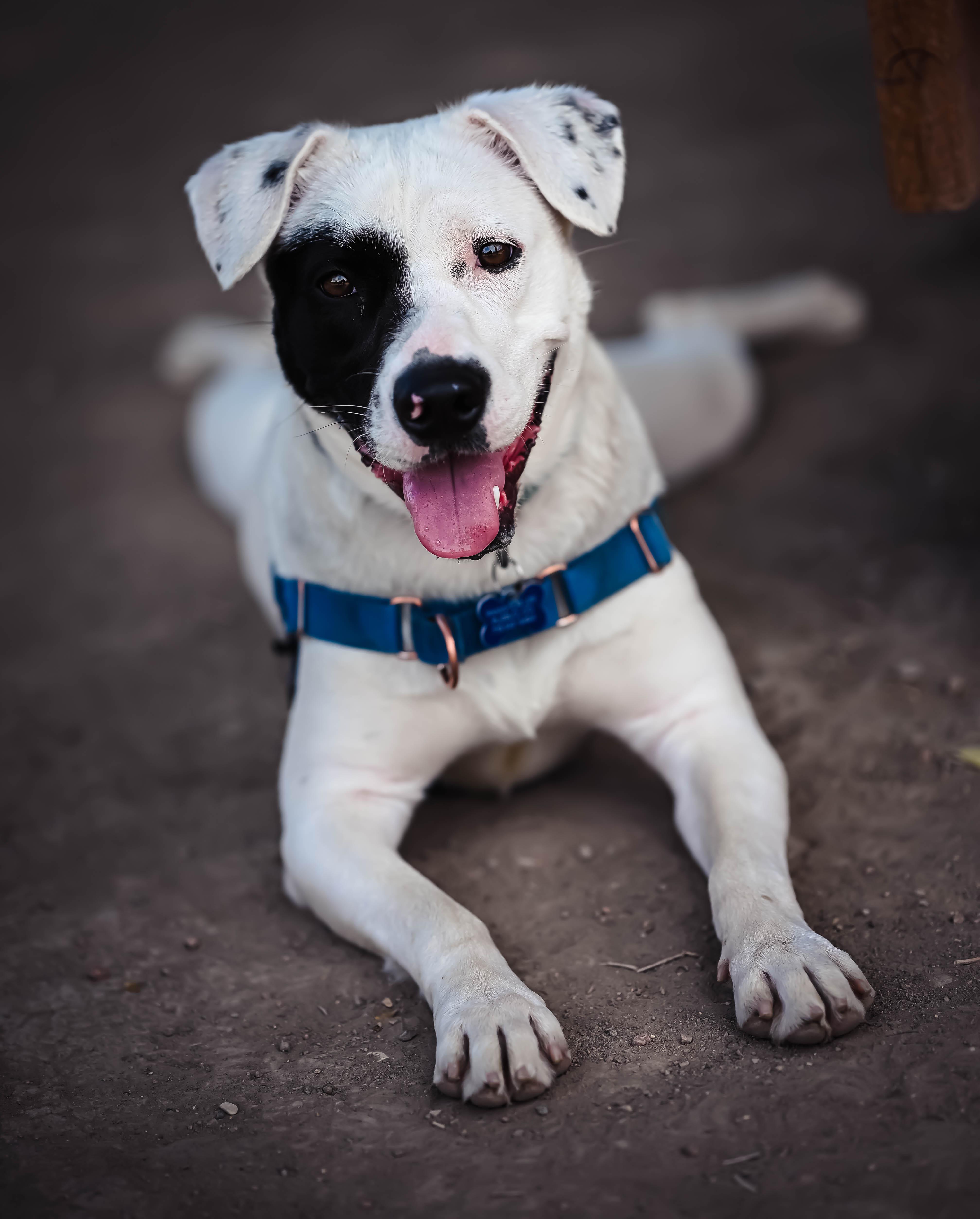 Enlarge Pepper, a ADOPTABLE mixed breed in Pueblo, CO image 6/6