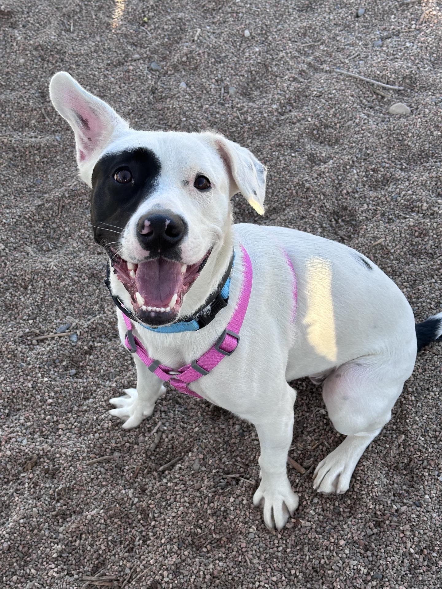 Pepper, a ADOPTABLE mixed breed in Pueblo, CO image 3/5