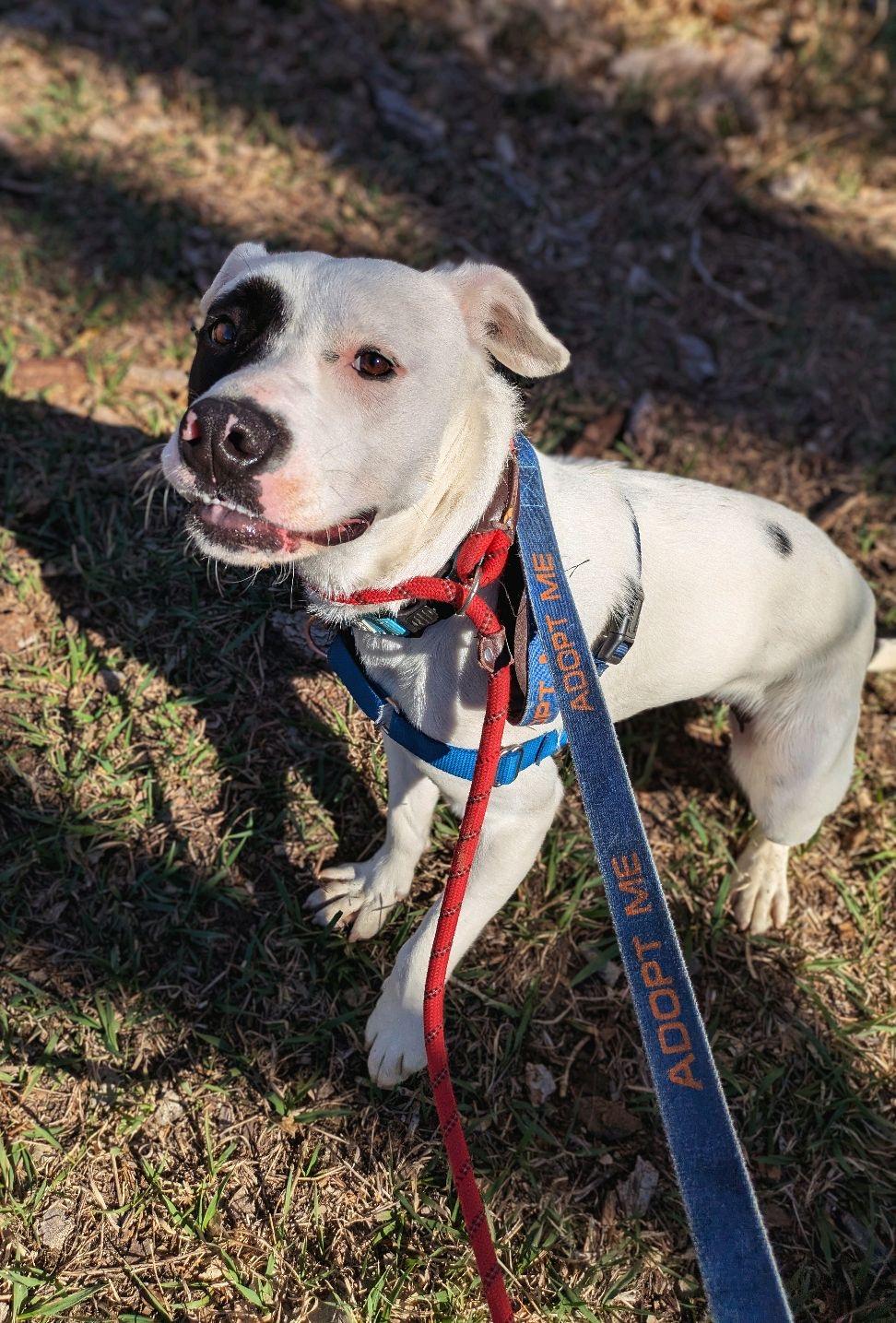 Pepper, a ADOPTABLE mixed breed in Pueblo, CO image 4/5