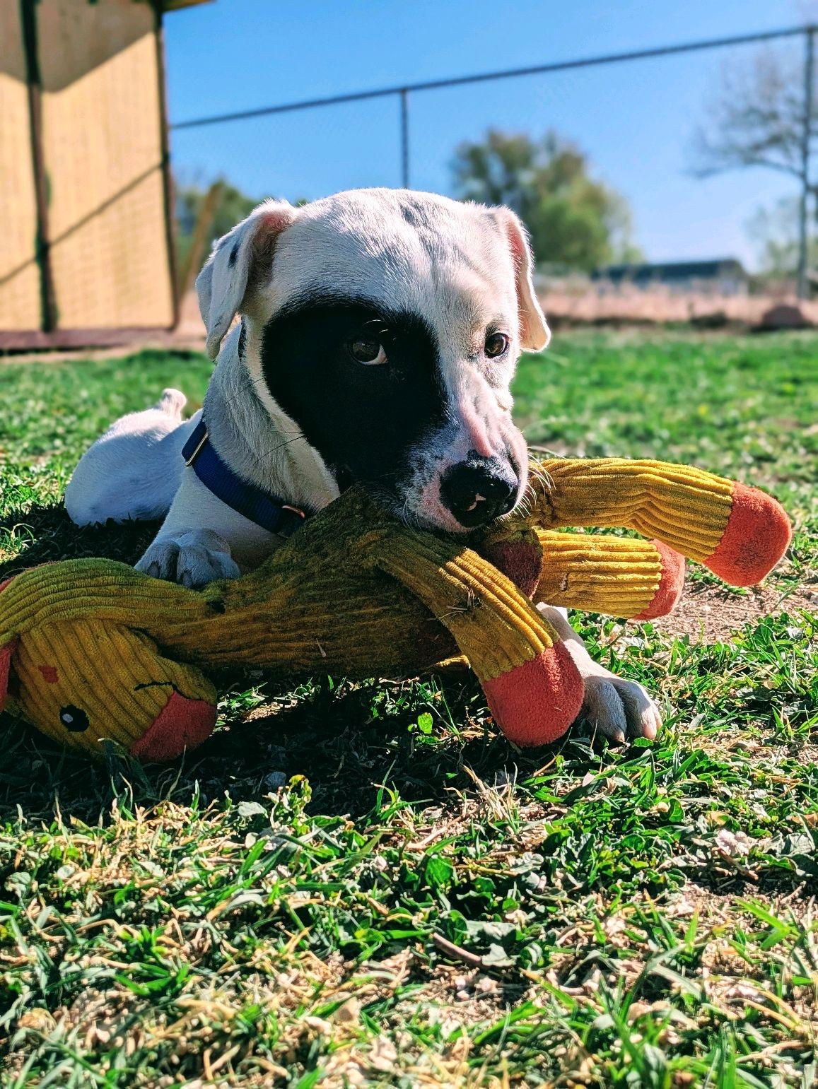 Pepper, a ADOPTABLE mixed breed in Pueblo, CO image 5/5