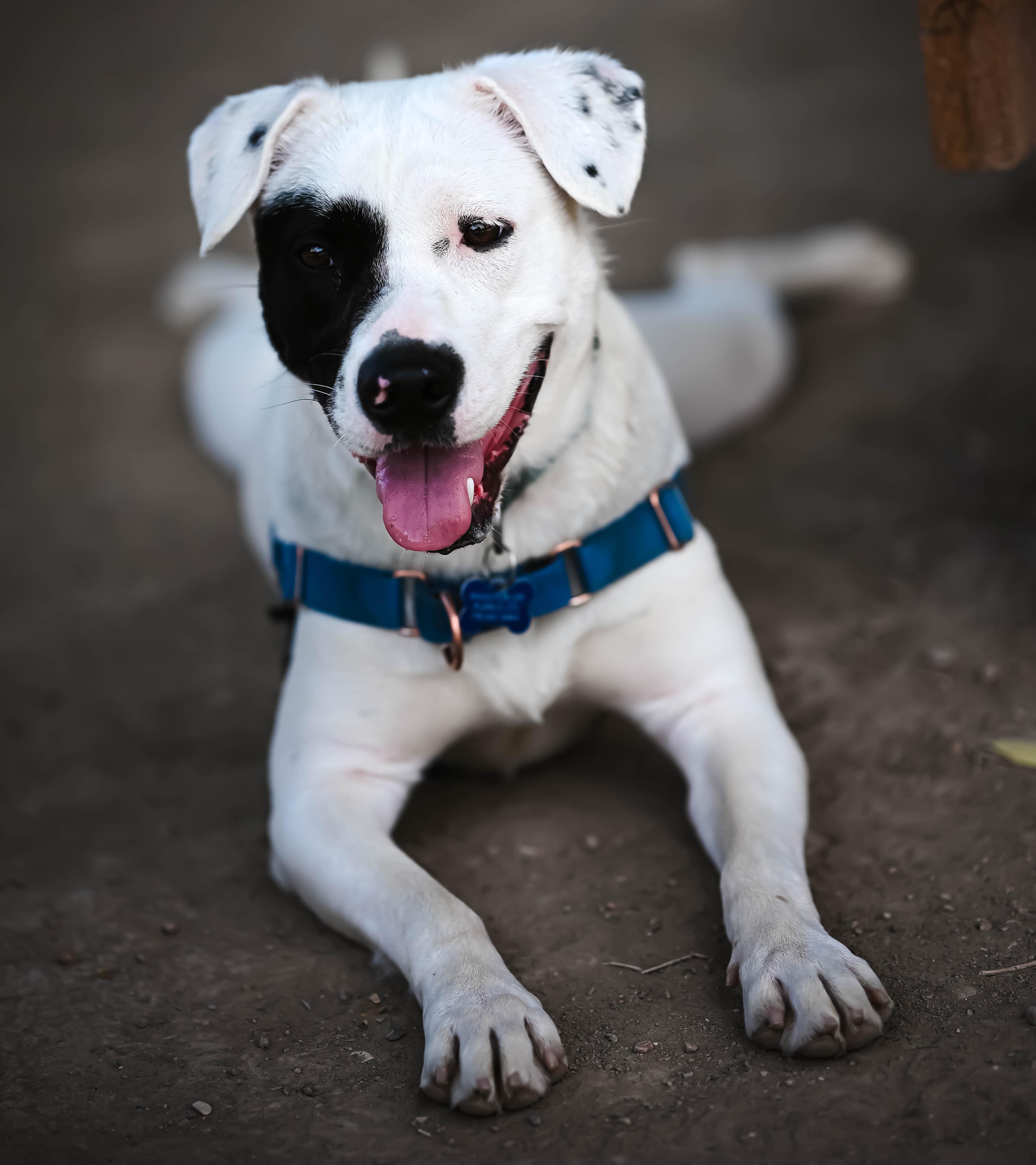 Pepper, ADOPTABLE, Young Female Pit Bull Terrier.
