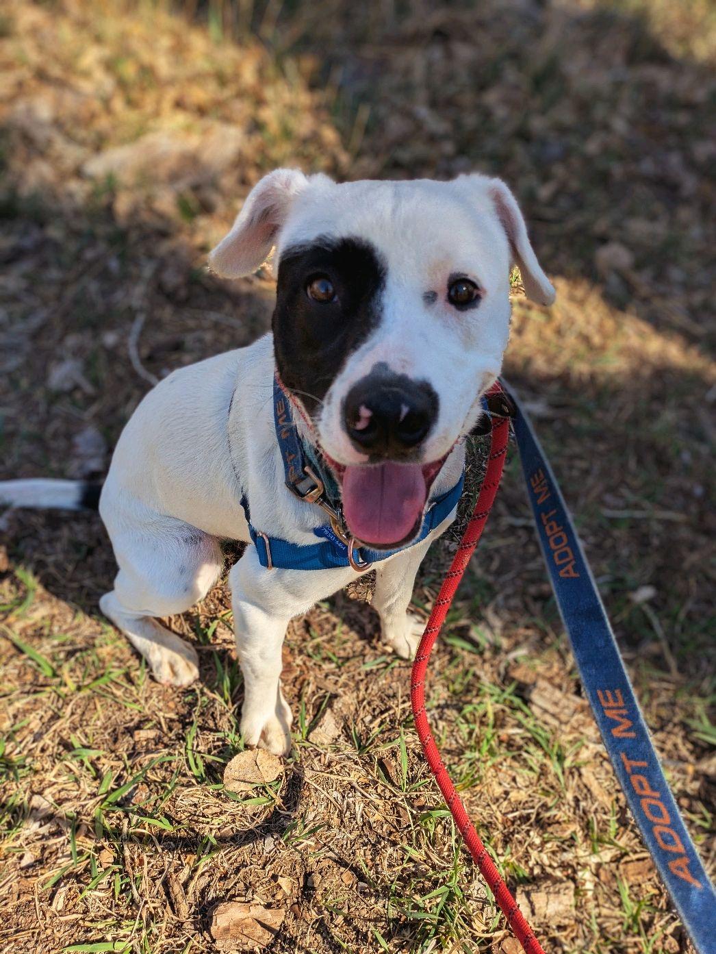 Pepper, a ADOPTABLE mixed breed in Pueblo, CO image 2/5