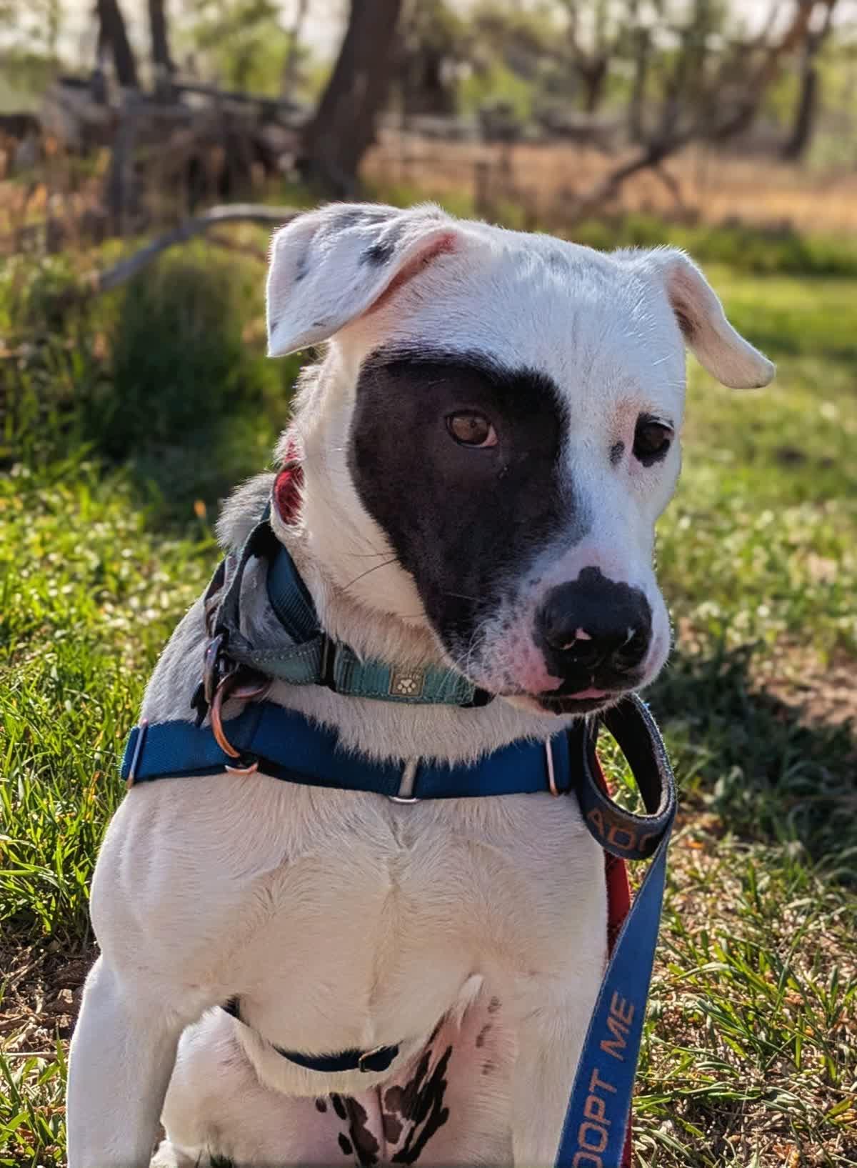 Pepper, a ADOPTABLE mixed breed in Pueblo, CO image 1/5