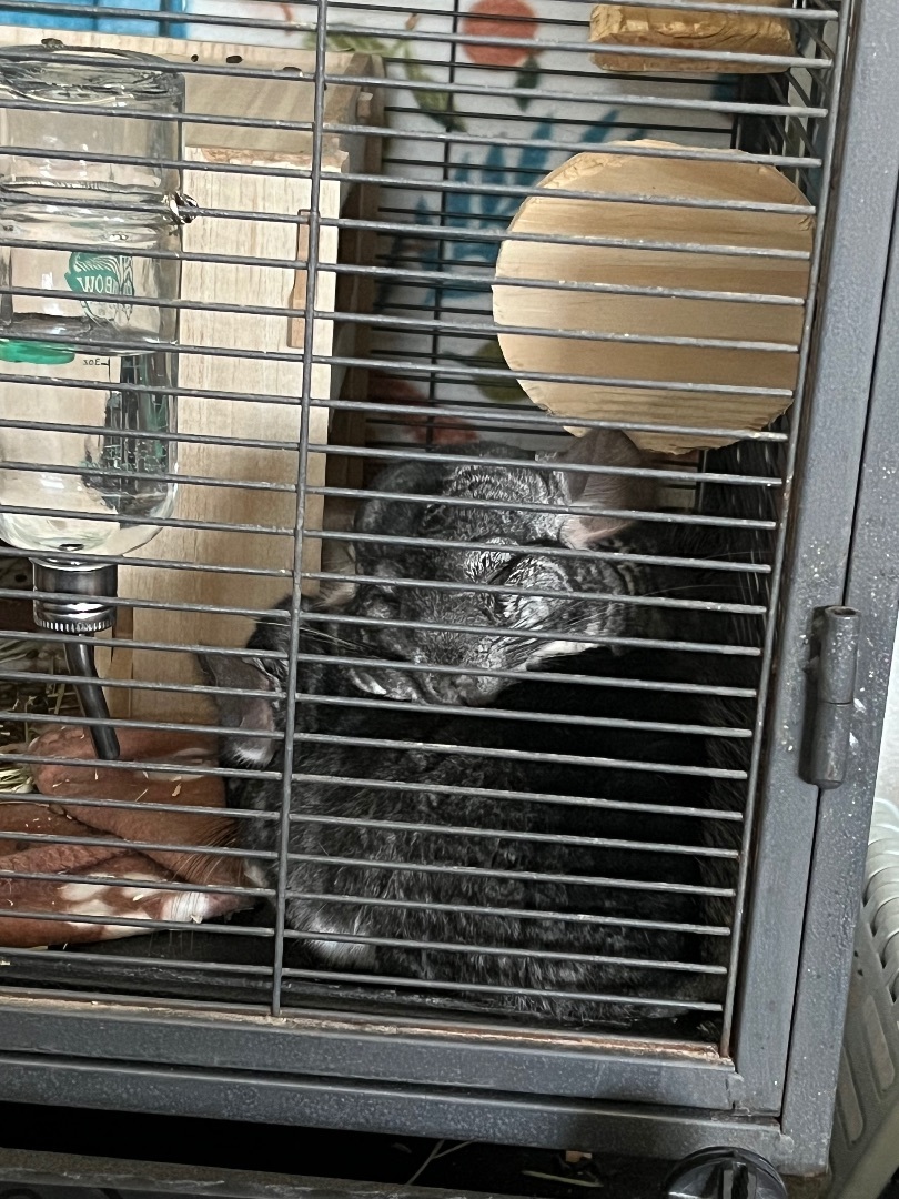 Enlarge Mater and McQueen!, a Adoptable Chinchilla in Irvine, CA image 2/6