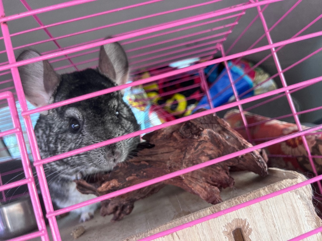 Enlarge Mater and McQueen!, a Adoptable Chinchilla in Irvine, CA image 3/6