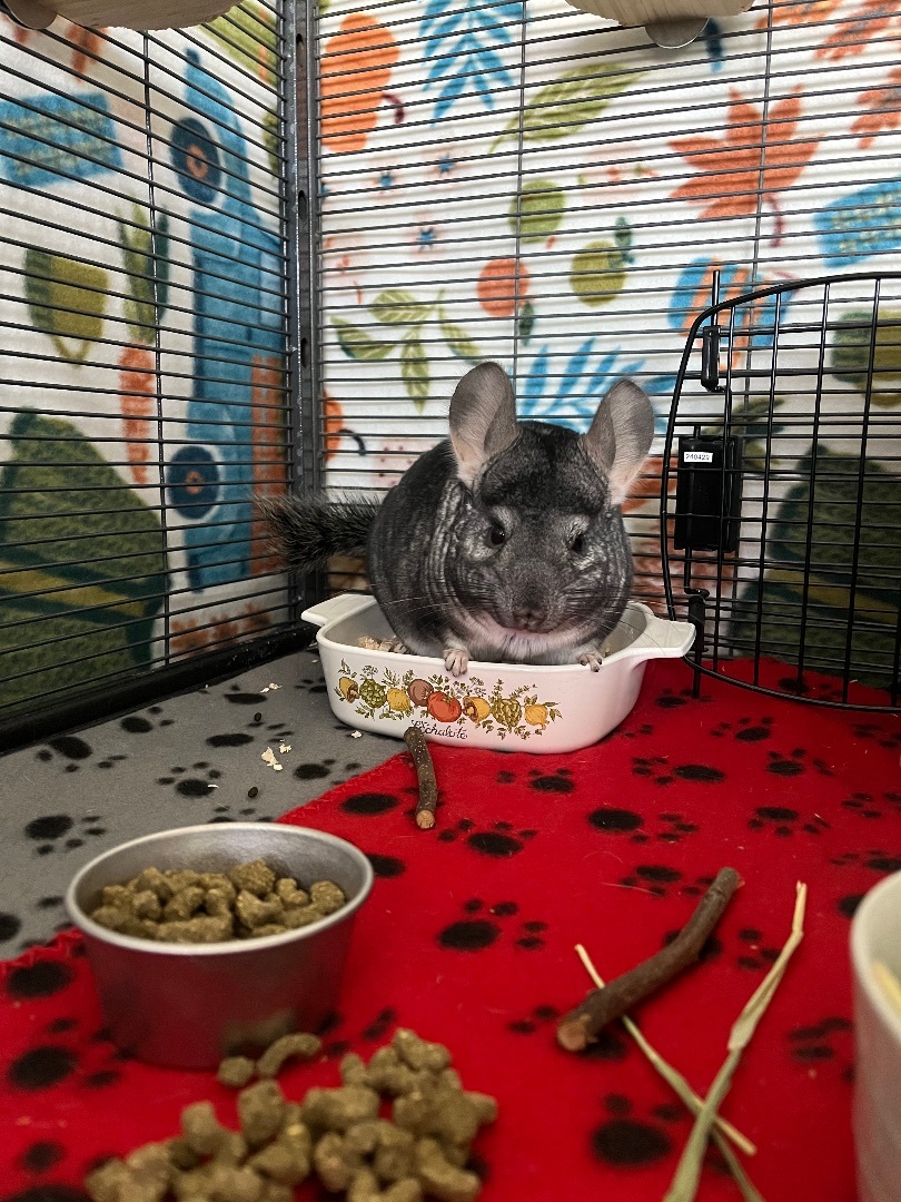 Enlarge Mater and McQueen!, a Adoptable Chinchilla in Irvine, CA image 4/6