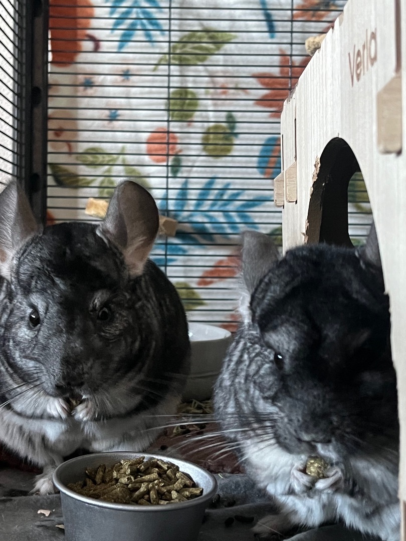 Enlarge Mater and McQueen!, a Adoptable Chinchilla in Irvine, CA image 5/6