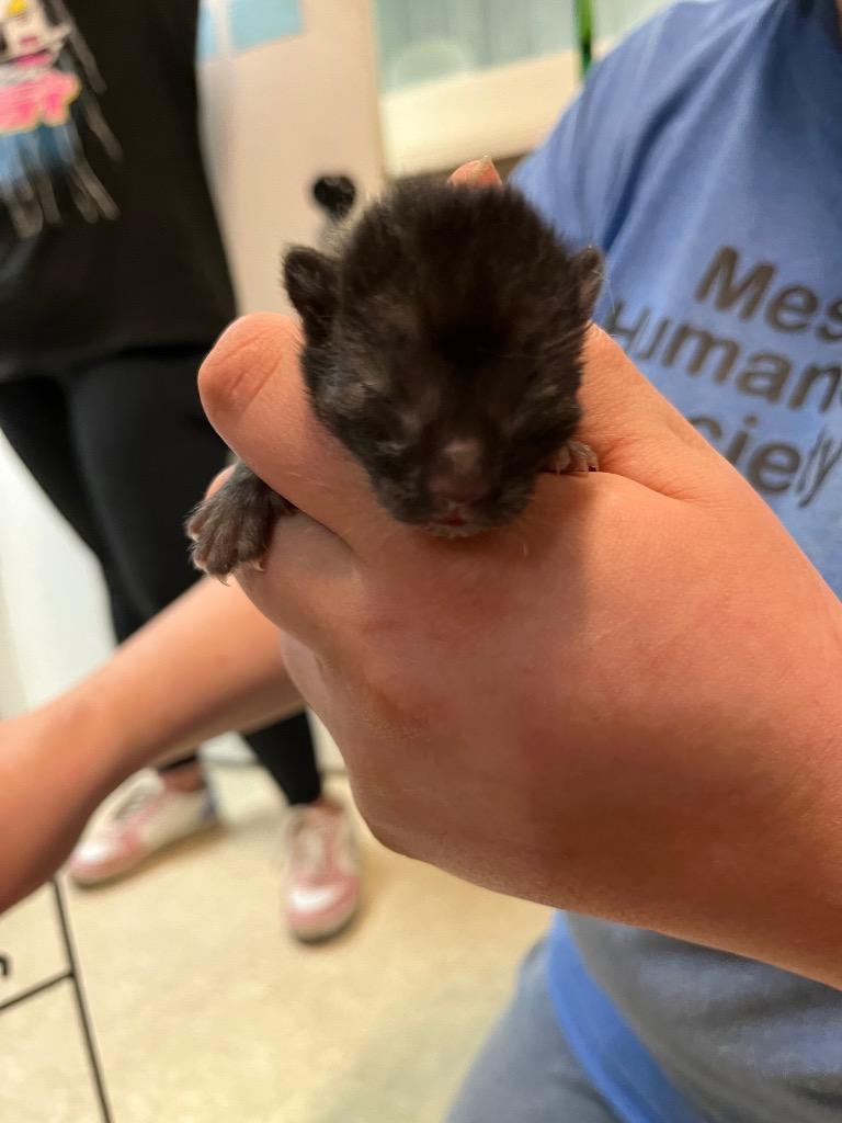 Gaige, Adopted, Kitten Male Domestic Short Hair.